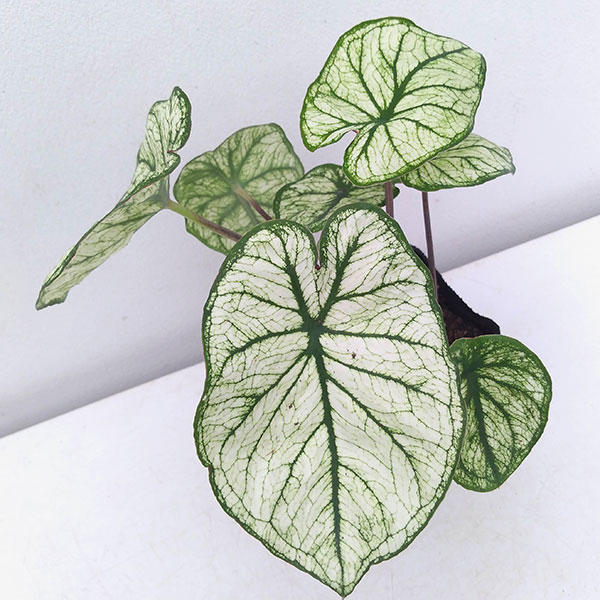 観葉植物 ガーデンカラジュウム アルーレ 3....の詳細画像3