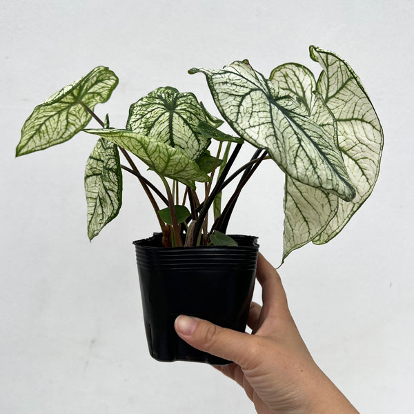 観葉植物 ガーデンカラジュウム アルーレ 3....の詳細画像4