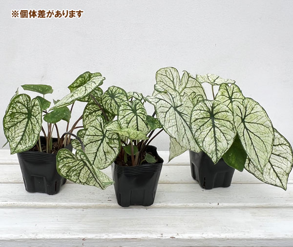観葉植物 ガーデンカラジュウム アルーレ 3....の詳細画像5