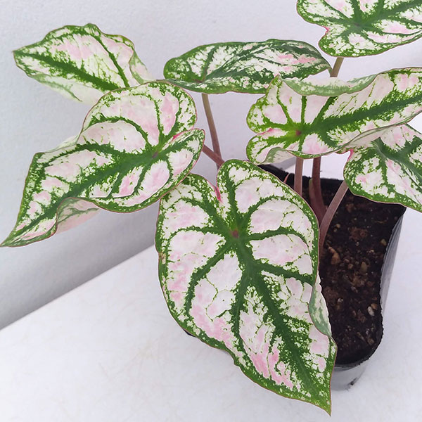 観葉植物 ガーデンカラジュウム モニュメント3...の詳細画像5
