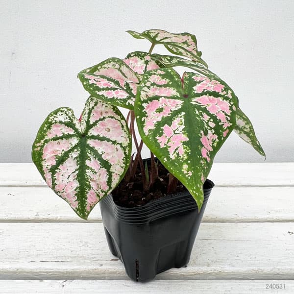 観葉植物 ガーデンカラジュウム モニュメント3...の詳細画像1