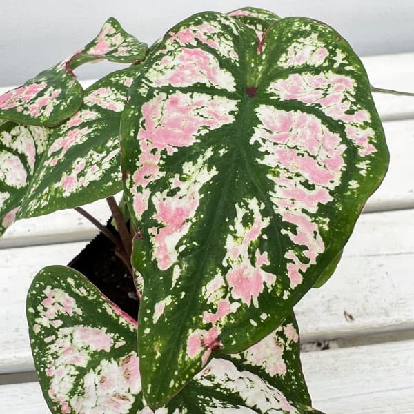 観葉植物 ガーデンカラジュウム モニュメント3...の詳細画像2