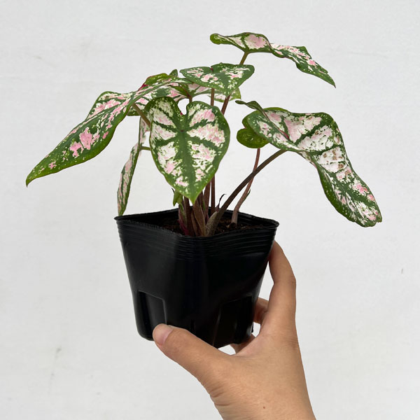観葉植物 ガーデンカラジュウム モニュメント3...の詳細画像3
