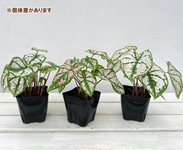 観葉植物 ガーデンカラジュウム モニュメント3...の詳細画像4