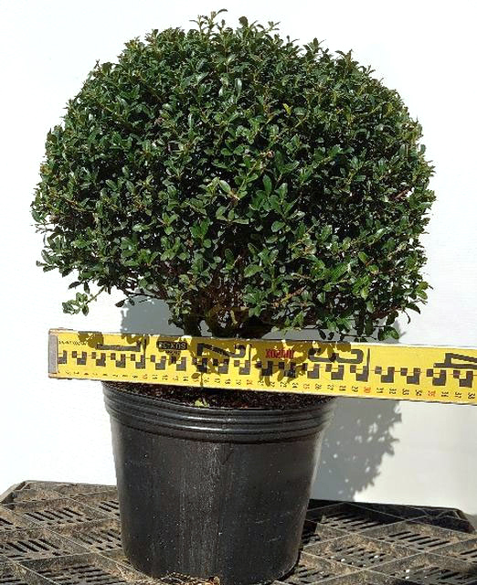 玉ツゲ（常緑樹の植木、庭木）｜苗木、植木 | 花、ガーデニング の