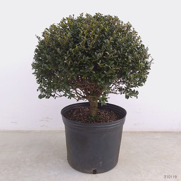 玉ツゲ（常緑樹の植木、庭木）｜苗木、植木 | 花、ガーデニング の商品
