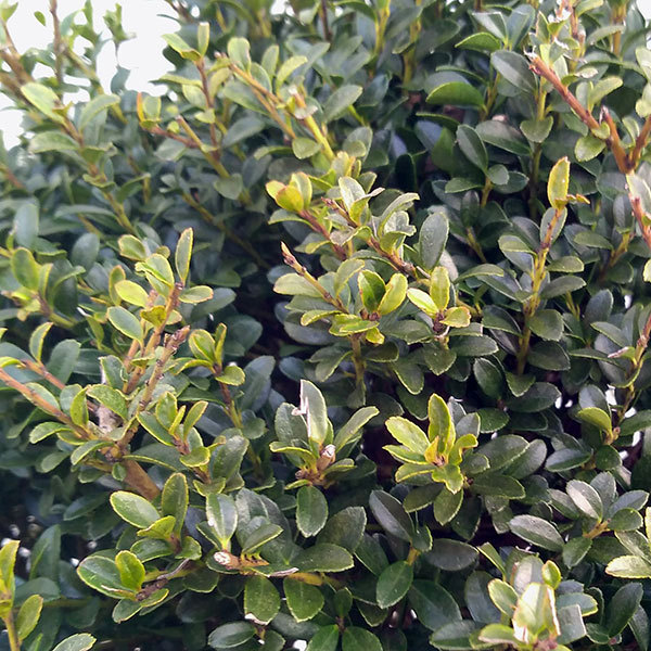 玉ツゲ（常緑樹の植木、庭木）｜苗木、植木 | 花、ガーデニング の商品