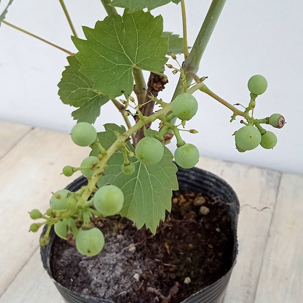 果樹の苗/ヤマブドウ（山葡萄・山ぶどう）：一才山ブドウ4号