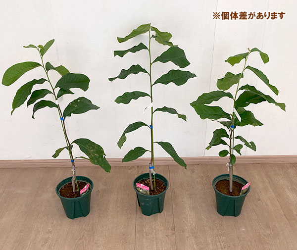 ポポー接木苗の商品一覧 通販 - Yahoo!ショッピング