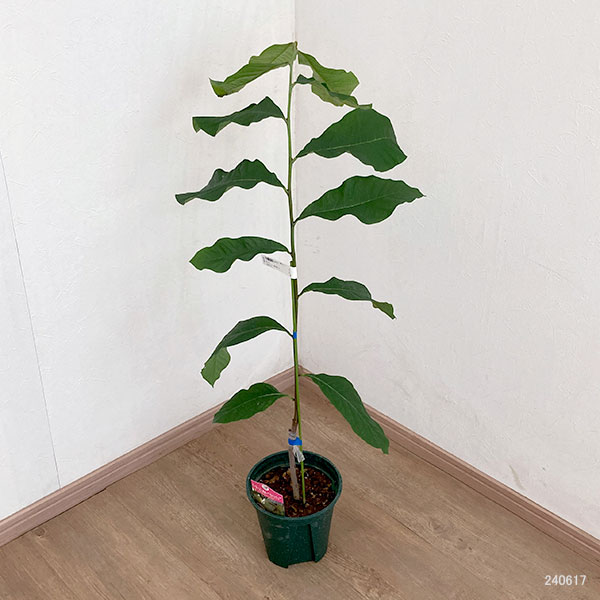 果樹の苗/ポポー：サスケハンナ（接木苗）5-6号ポット ポポー：NC-1