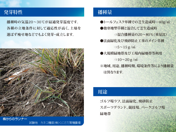 芝の種：トールフェスク タイタニウム2LS　1kg｜engei｜02