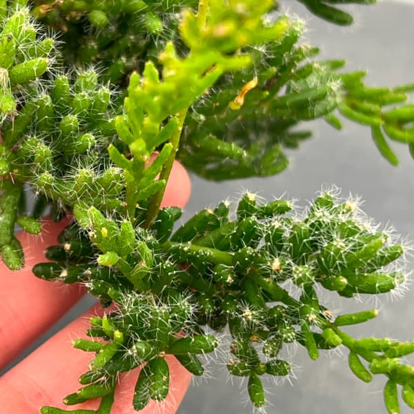 植物 リプサリスのおすすめ人気商品一覧 通販 - Yahoo!ショッピング