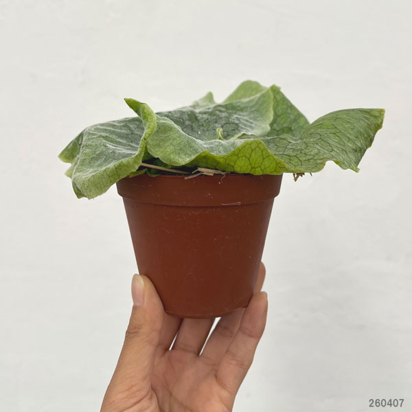 観葉植物 ビカクシダ(コウモリラン) グランデ...の詳細画像1
