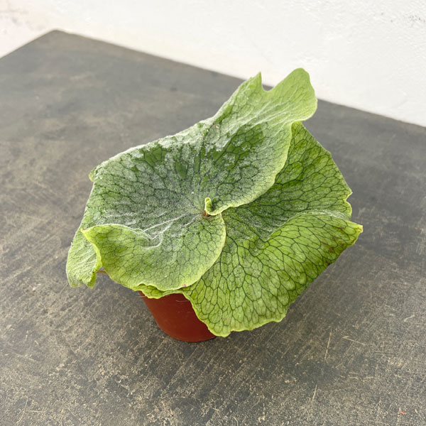 観葉植物 ビカクシダ(コウモリラン) グランデ...の詳細画像2