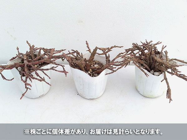 観葉植物/ユーフォルビア：プラティクラダゾンビ3号｜engei｜05