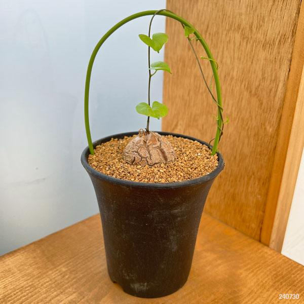 観葉植物 ディオスコレア（亀甲竜） エレファンティペス3号ポット