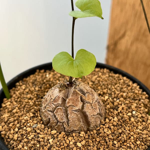 観葉植物 ディオスコレア（亀甲竜） エレファンティペス3号ポット