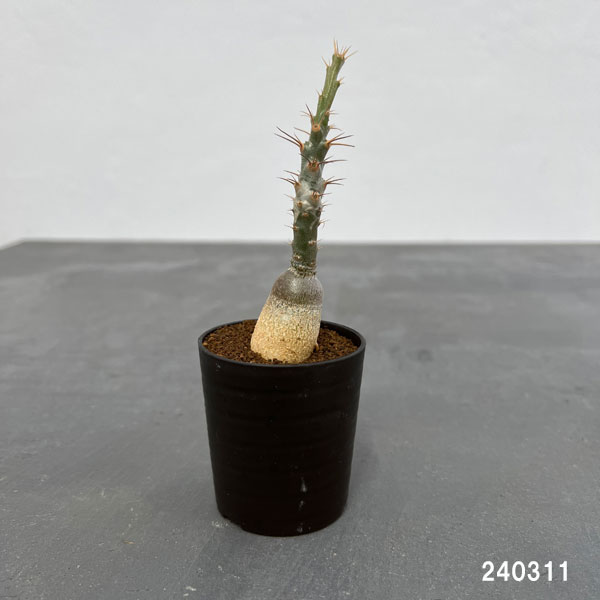 観葉植物/パキポディウム：サキュレンタム（実生）2.5号鉢植え｜engei｜02