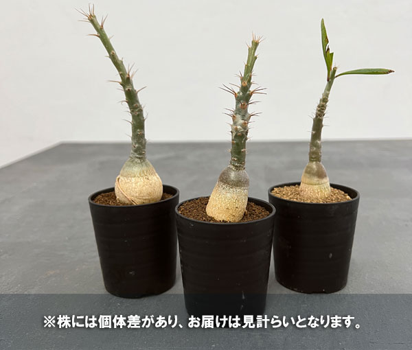 観葉植物/パキポディウム：サキュレンタム（実生）2.5号鉢植え｜engei｜04
