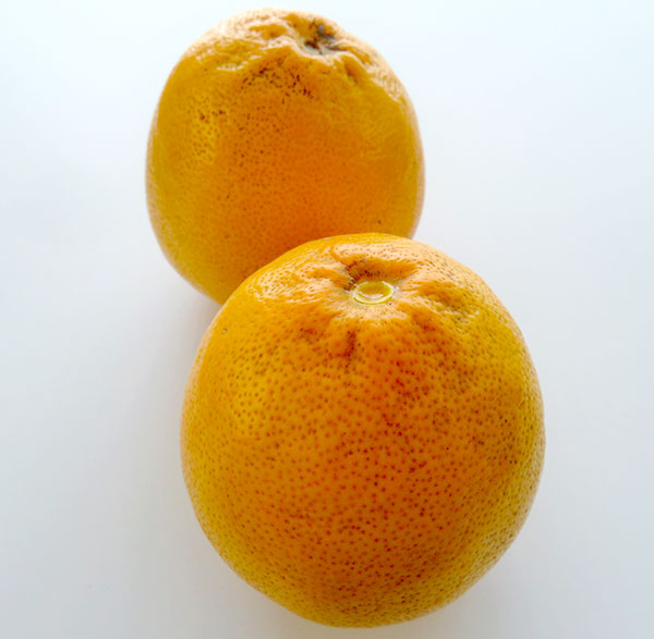 スイートレモネードのおすすめ人気商品一覧 通販 - Yahoo!ショッピング