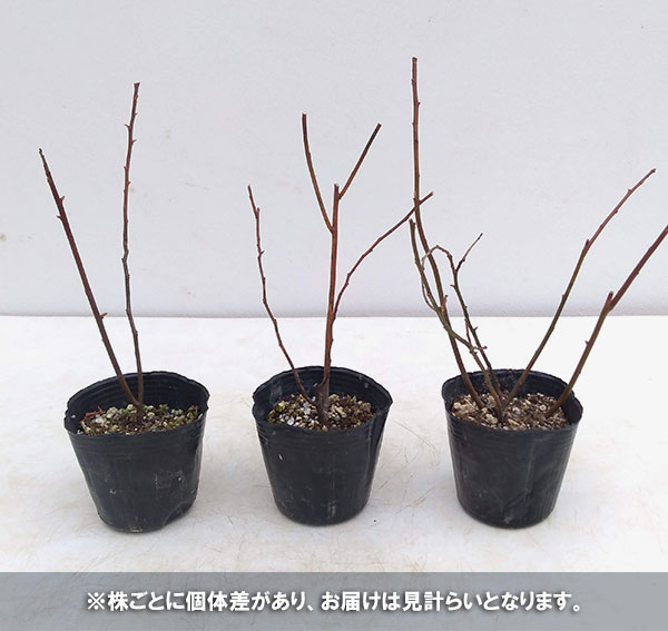 花木 庭木の苗/コバノズイナ：紅花3号ポット｜engei｜05