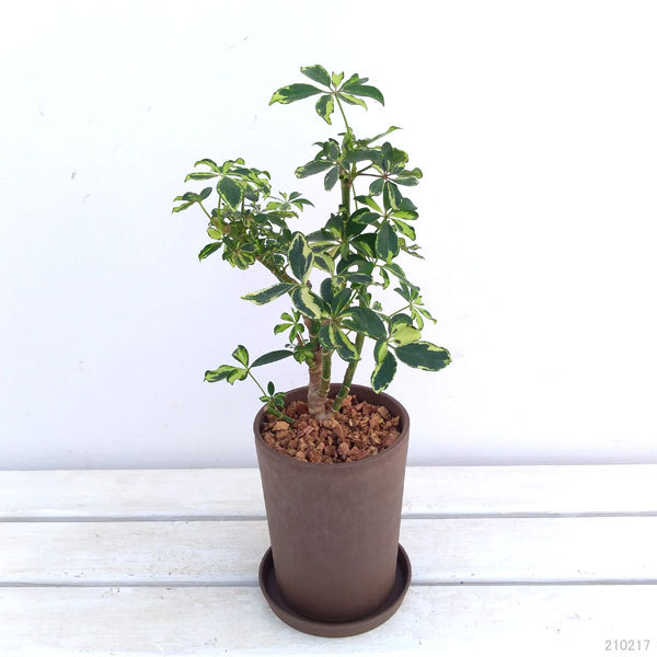 観葉植物 シェフレラ ソフィア 斑入り 4号エコプランター植え 皿付き 1800 園芸ネット 通販 Yahoo ショッピング