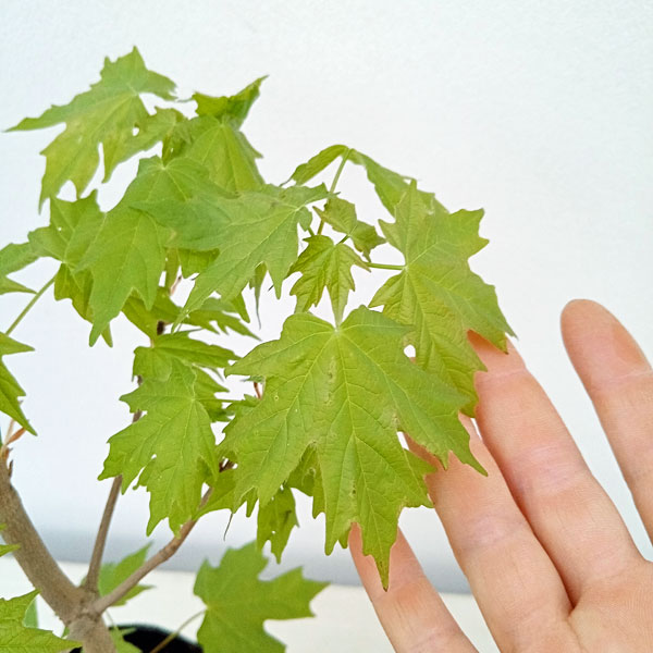 花木 庭木の苗 サトウカエデ(シュガーメープル...の詳細画像2