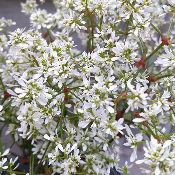 ユーフォルビア（花の苗）｜苗 | 花、ガーデニング のおすすめ