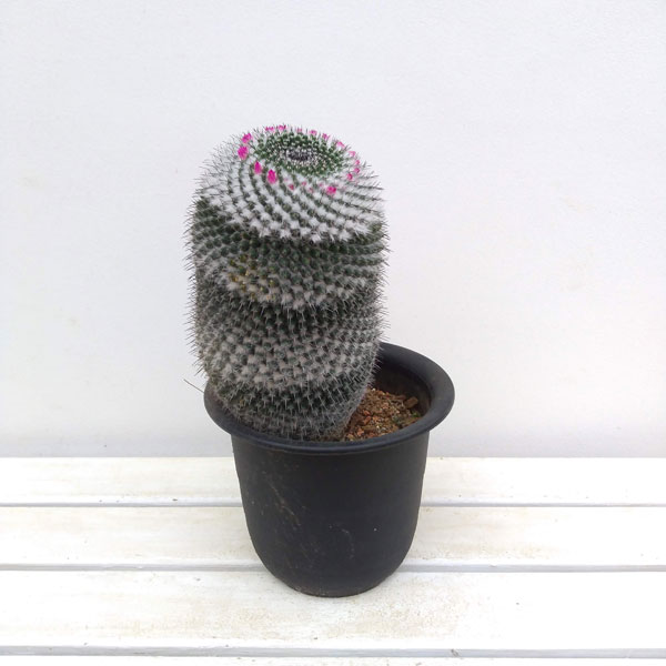 大注目 観葉植物 マミラリア 景清 かげきよ 6号鉢植え 送料無料 楽天1位 H2i World