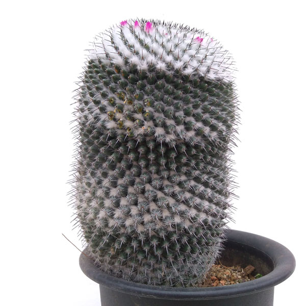 大注目 観葉植物 マミラリア 景清 かげきよ 6号鉢植え 送料無料 楽天1位 H2i World