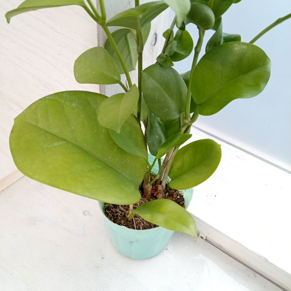 ホヤ(Hoya)植物のおすすめ商品一覧 - Yahoo!ショッピング