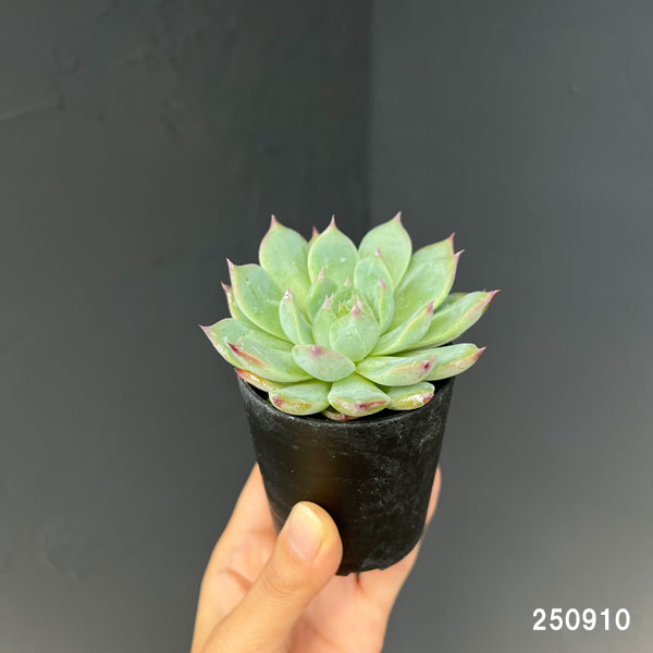 多肉植物 桃太郎のおすすめ人気商品一覧 通販 - Yahoo!ショッピング