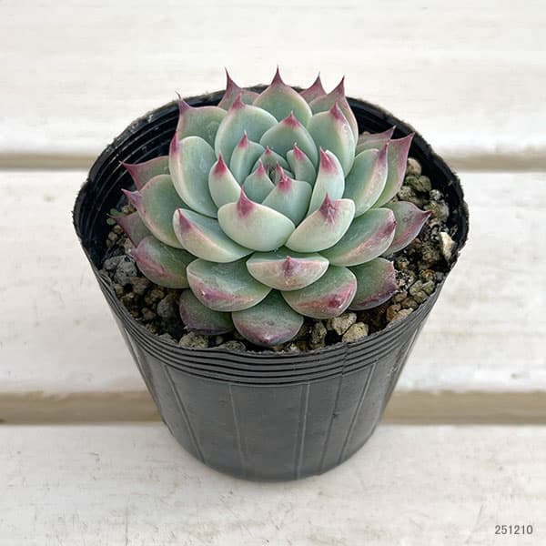 多肉植物 桃太郎のおすすめ人気商品一覧 通販 - Yahoo!ショッピング