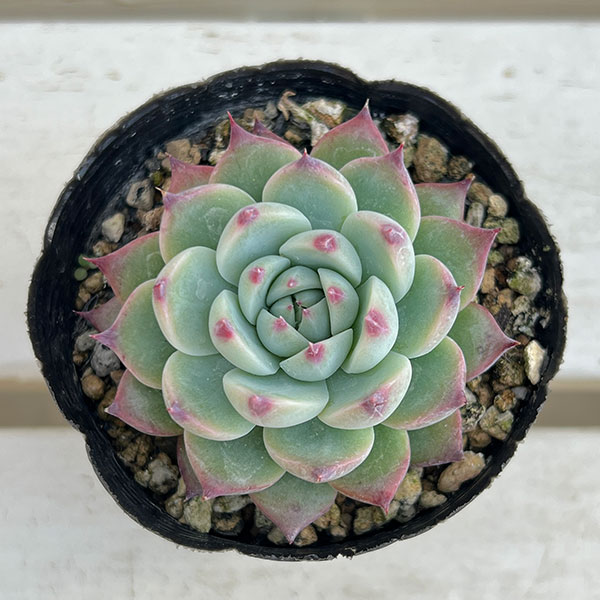 多肉植物 桃太郎のおすすめ人気商品一覧 通販 - Yahoo!ショッピング