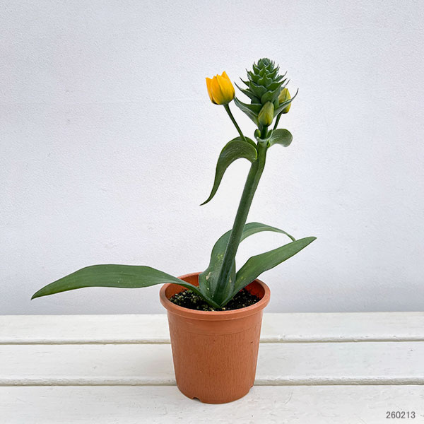 オーニソガラム イエロー4号鉢植えの詳細画像1