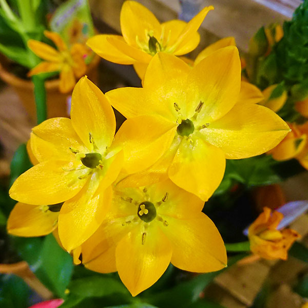 オーニソガラム イエロー4号鉢植えの詳細画像3