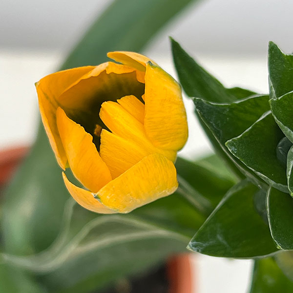 オーニソガラム イエロー4号鉢植えの詳細画像2