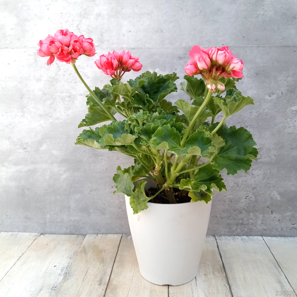 ゼラニウム 苗 レッド（苗） | 花、ガーデニング のおすすめ人気商品