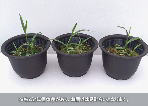 サギソウ 球根のおすすめ人気商品一覧 通販 - Yahoo!ショッピング