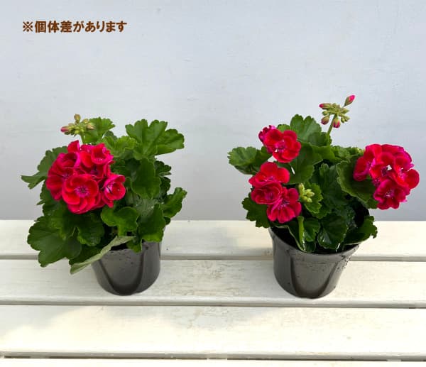 ゼラニウム 苗のおすすめ人気商品一覧 通販 - Yahoo!ショッピング