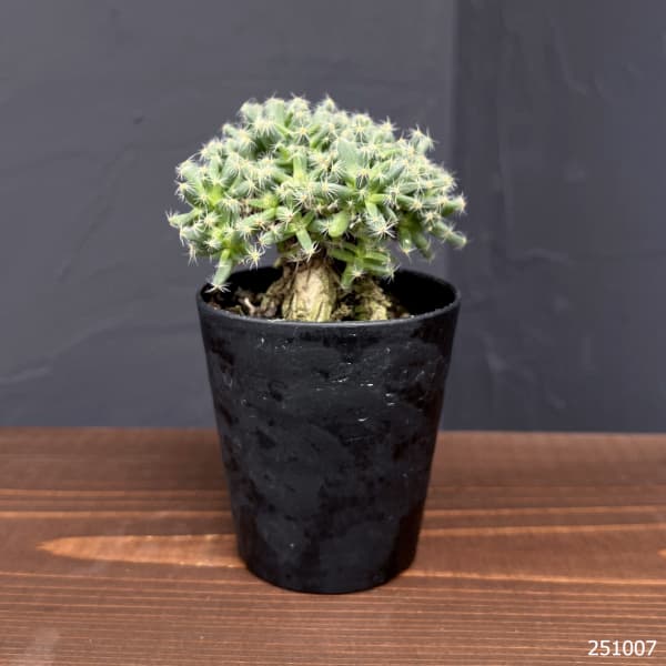 観葉植物 トリコディアデマ デンサム 紫晃星 ...の詳細画像1