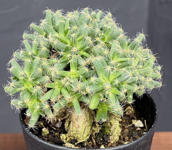 観葉植物 トリコディアデマ デンサム 紫晃星 ...の詳細画像2