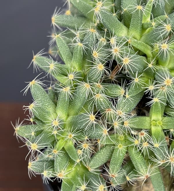 観葉植物 トリコディアデマ デンサム 紫晃星 ...の詳細画像3