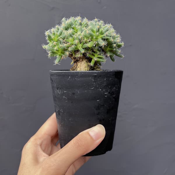 観葉植物 トリコディアデマ デンサム 紫晃星 ...の詳細画像4