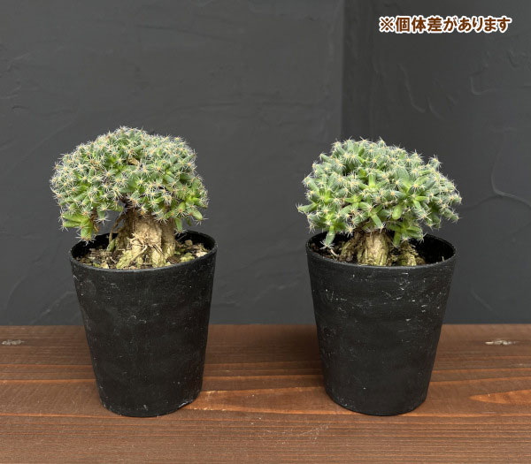 観葉植物 トリコディアデマ デンサム 紫晃星 ...の詳細画像5