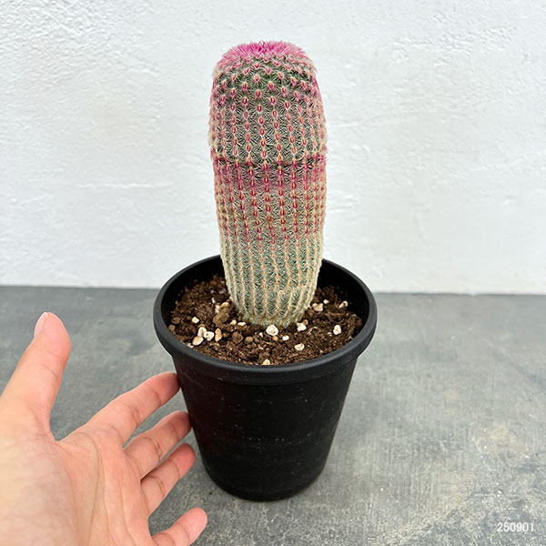 観葉植物 サボテン エキノセレウス 紫太陽 4...の詳細画像1