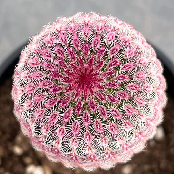 観葉植物 サボテン エキノセレウス 紫太陽 4...の詳細画像2
