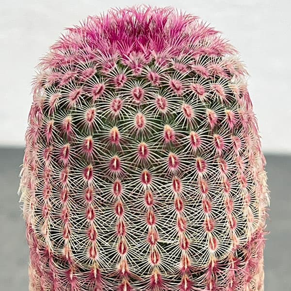 観葉植物 サボテン エキノセレウス 紫太陽 4...の詳細画像3