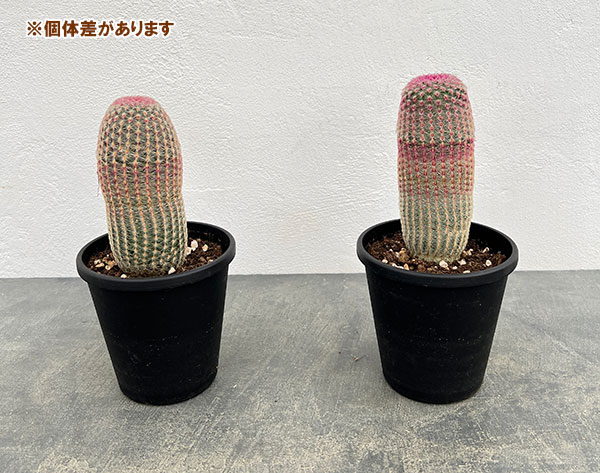 観葉植物 サボテン エキノセレウス 紫太陽 4...の詳細画像5