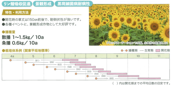 大輪のひまわりの種の商品一覧 通販 - Yahoo!ショッピング